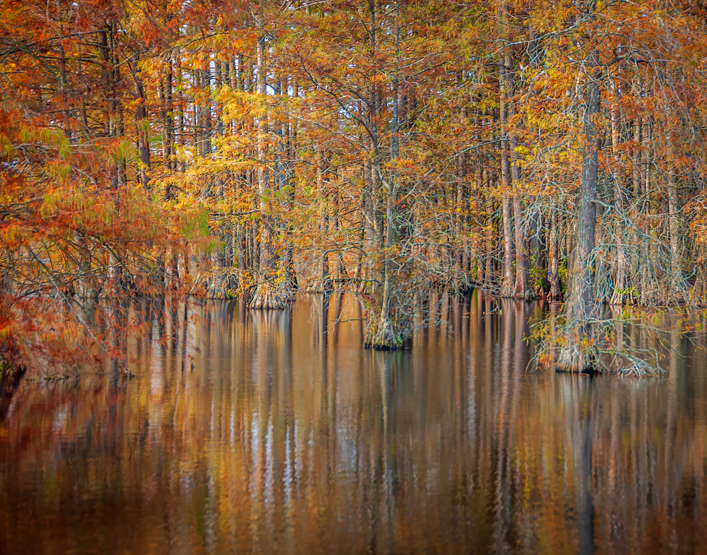 3rd PrizeMulti-Scape In Class 3 By Nancy Allen For Fall Magic At Trap Pond OCT-2025.jpg